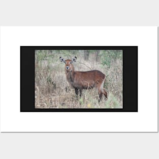 Defassa Waterbuck, Serengeti National Park, Tanzania. Posters and Art